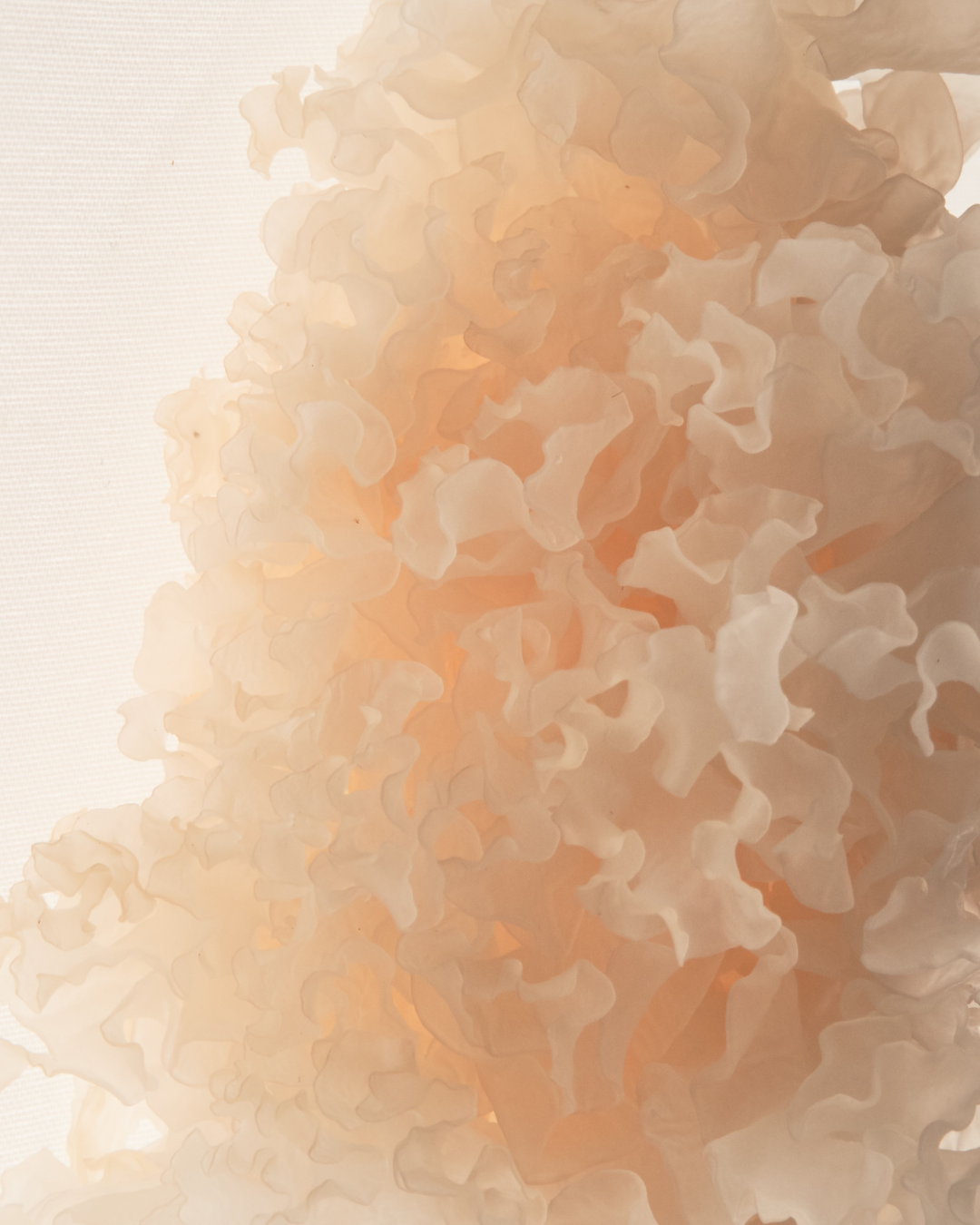 Tao Rice Water Essence